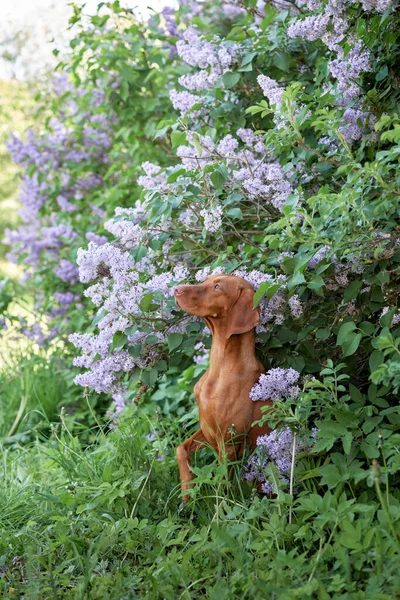 Dog Lilac Bushes Happy Hungarian Vizsla Nature Pet Portrait Bloom — Stock Photo, Image