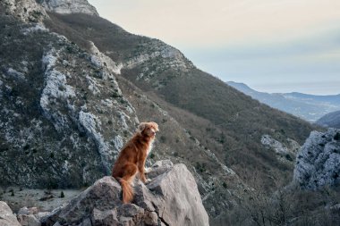 Köpek dağlarda duruyor ve tepelere bakıyor. Nova Scotia ördek avcısıyım. Evcil bir hayvanla yürüyüş.