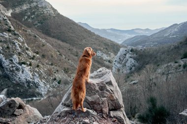 Köpek dağlarda duruyor ve tepelere bakıyor. Nova Scotia ördek avcısıyım. Evcil bir hayvanla yürüyüş.