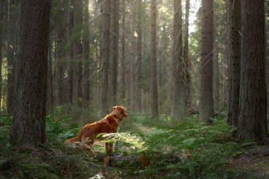 Yeşil ormandaki kırmızı köpek. Evcil bir hayvanla yürüyüş. Nova Scotia Duck Tolling Retriever doğada