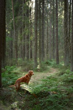 Yeşil ormandaki kırmızı köpek. Evcil bir hayvanla yürüyüş. Nova Scotia Duck Tolling Retriever doğada