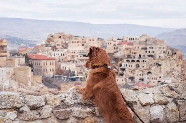 Kapadokya 'daki kırmızı köpek kumlu dağların arka planına karşı. Nova Scotia Duck Tolling Retriever Gün doğumunda