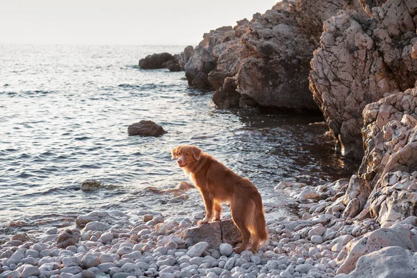 Пригадує Собаку Камені Пляжі Нова Скотія Качка Толлінґ Ревевер Морі — стокове фото