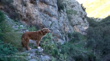 Dağlarda rüzgârda savrulan kırmızı köpek. Doğada evcil hayvan. Element, yürü.