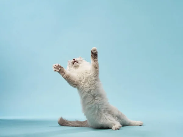 Verspieltes Kätzchen Auf Blauem Hintergrund Sibirische Rassekatze Atelier — Stockfoto