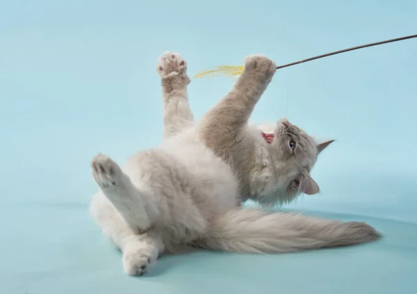 stock image Playful kitten on a blue background. Pedigree siberian cat in studio