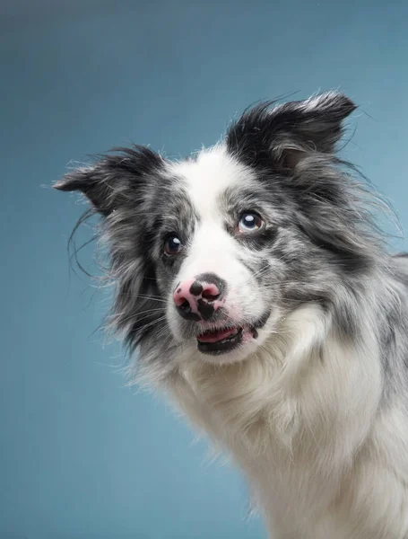 Cão Feliz Fundo Azul Engraçado Olhar Para Collie Pet Estúdio — Fotografia de Stock