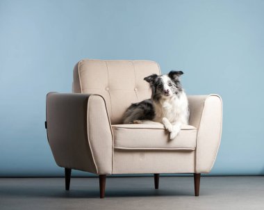 Sandalyedeki güzel köpek. Mavi duvara yaslanmış mermer bir çoban köpeği. Sevimli hayvan.