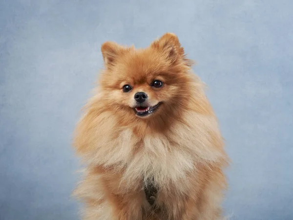 Červený Nadýchaný Pes Modrém Pozadí Pomeranský Portrét Studiu — Stock fotografie