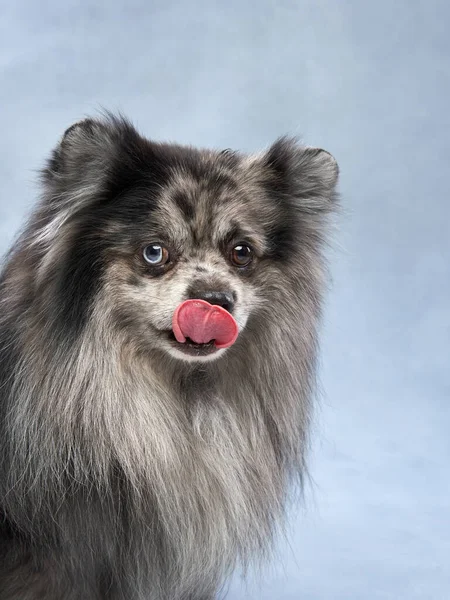 Marble fluffy dog on a blue background. Pomeranian portrait in studio