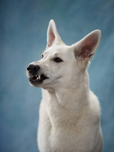 Grande Pastor Suíço Branco Fundo Azul Com Focinho Engraçado Cão — Fotografia de Stock