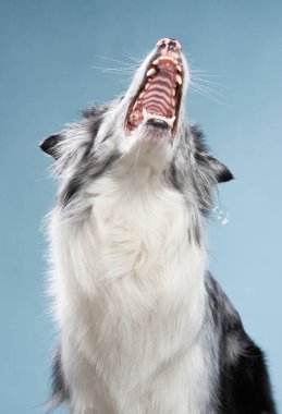 Mutlu köpek mavi arka planda ağzını açar. Komik görünümlü çoban köpeği. Stüdyoda hayvan 