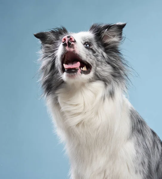 Cão Feliz Boca Aberta Fundo Azul Engraçado Olhar Para Collie — Fotografia de Stock