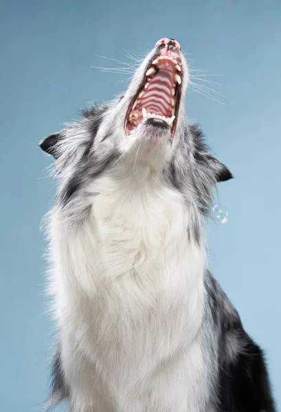 Happy dog open mouth on a blue background. Funny looking border collie. Pet in studio