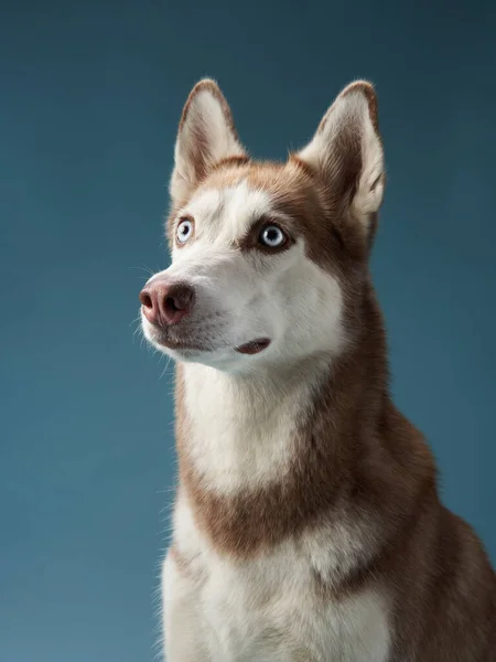 Husky Chytí Ocas Modrém Pozadí Krásný Pes Hraje Studiu — Stock fotografie