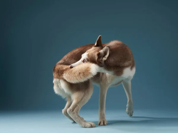 Χάσκι Πιάνει Την Ουρά Του Μπλε Φόντο Όμορφος Σκύλος Παίζει — Φωτογραφία Αρχείου