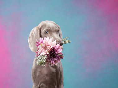 Renkli arka planda Weimaraner köpek yavrusu. Dişinde çiçekler olan bir köpek.