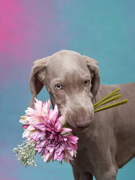 Výmarské Štěně Barevném Pozadí Pes Drží Květiny Zubech — Stock fotografie
