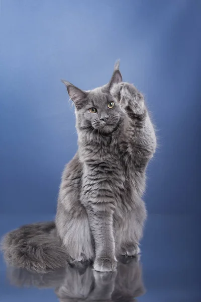 Maine Coon Kitten Niebieskim Tle Kot Macha Łapą Studio Fotograficznym — Zdjęcie stockowe