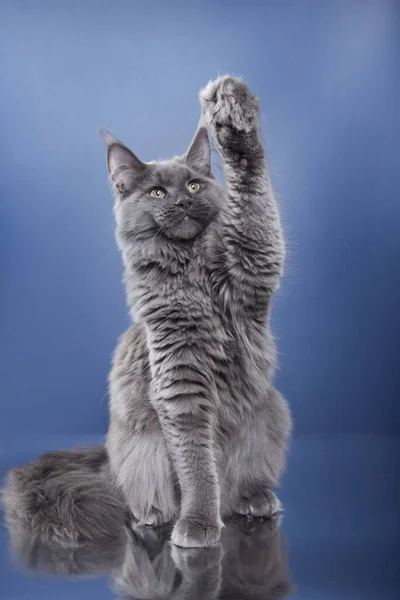 Maine Coon Kitten Blue Background Cat Waving His Paw Photo — Stock Photo, Image
