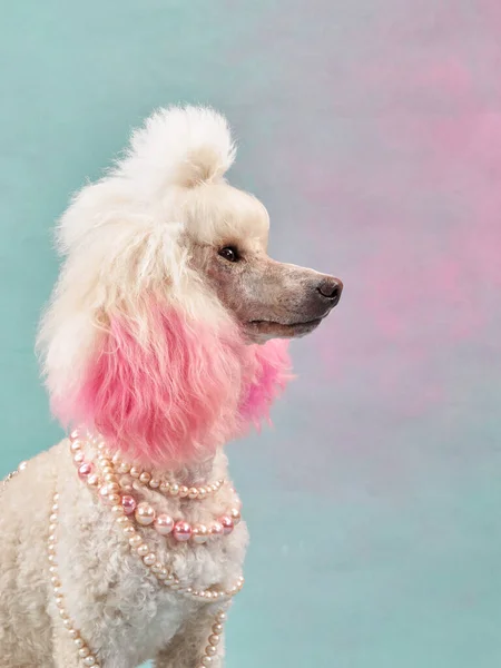 Dog Jewelry Colored Background White Small Poodle Studio Fashion Jewelry — Stock Photo, Image