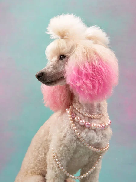 Dog Jewelry Colored Background White Small Poodle Studio Fashion Jewelry — Stock Photo, Image