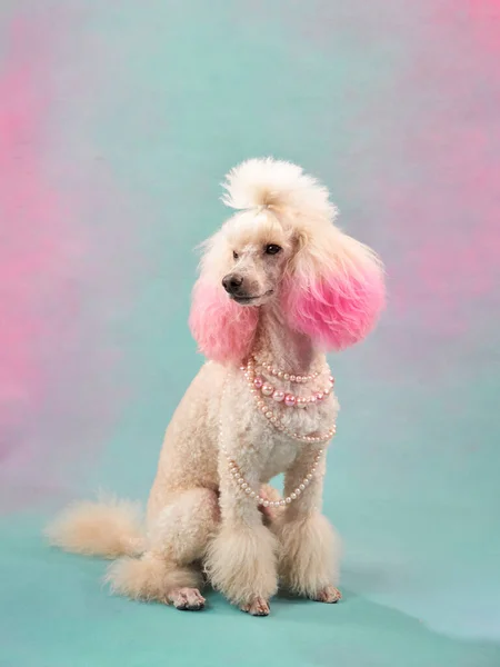 Hund Schmuck Auf Farbigem Hintergrund Weiße Kleine Pudel Atelier Mode — Stockfoto