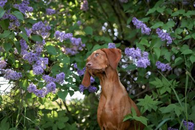 Leylak çalılıklarındaki köpek. Doğada mutlu Macar Vizsla 'sı, çiçek açan evcil hayvan portresi 