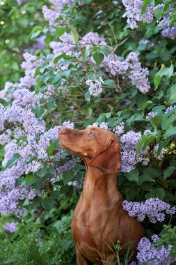 Leylak çalılıklarındaki köpek. Doğada mutlu Macar Vizsla 'sı, çiçek açan evcil hayvan portresi 