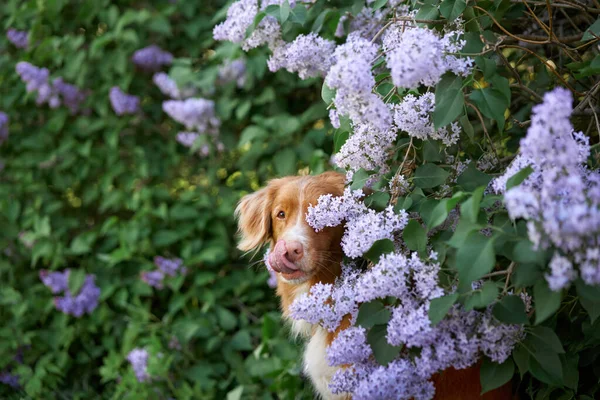 Собака Лиловых Кустах Счастлива Новая Шотландия Утка Платный Ретривер Природе — стоковое фото