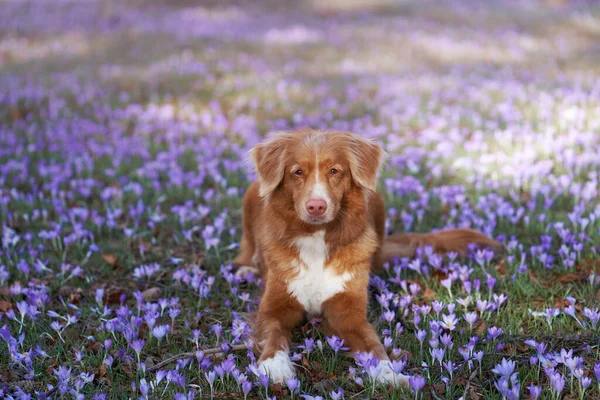 Pies Krokusowych Kwiatach Zwierzęta Przyrodzie Świeżym Powietrzu Red Nova Scotia — Zdjęcie stockowe