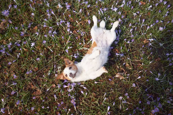 Pies Krokusowych Kwiatach Zwierzęta Przyrodzie Świeżym Powietrzu Jack Russell Terrier — Zdjęcie stockowe