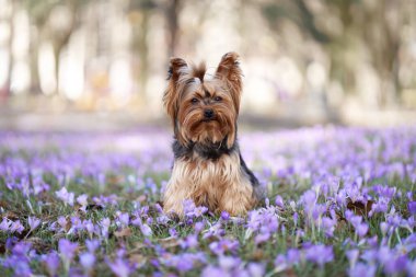 Kroküs çiçekli köpek. Doğada evcil hayvan. Yorkshire Teriyeri çimenlerde oturuyor.