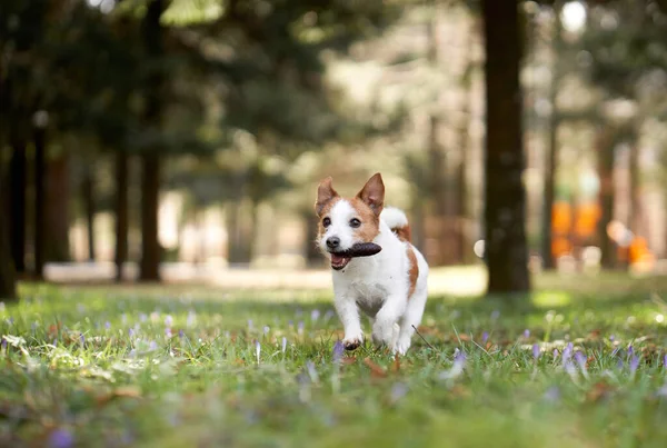 Cane Gioca Con Urto Cute Jack Russell Terrier Trova Sull — Foto Stock