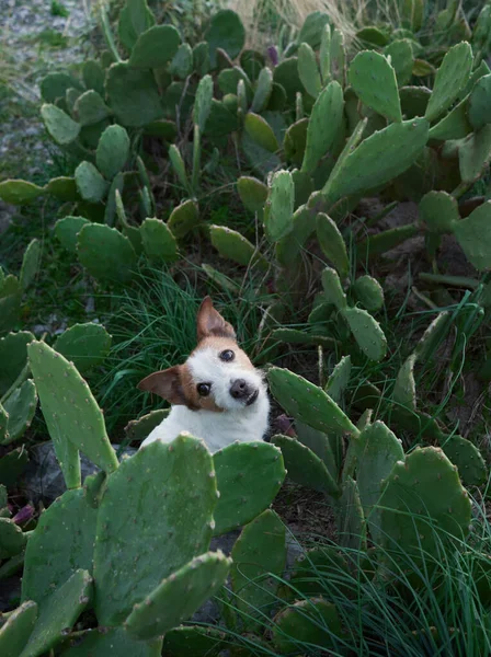 Cão Senta Cactos Engraçado Jack Russell Terrier Vegetação Animal Estimação — Fotografia de Stock