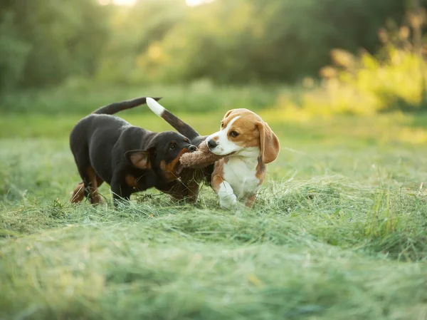 Twee Puppies Spelen Samen Het Gras Natuur Hond Rottweiler Beagle — Stockfoto
