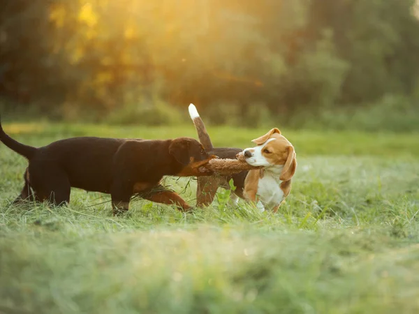 Två Valpar Leker Tillsammans Gräset Naturen Hund Rottweiler Och Beagle — Stockfoto