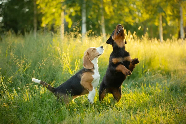 Dos Cachorros Juegan Juntos Hierba Naturaleza Perro Rottweiler Beagle Juntos — Foto de Stock