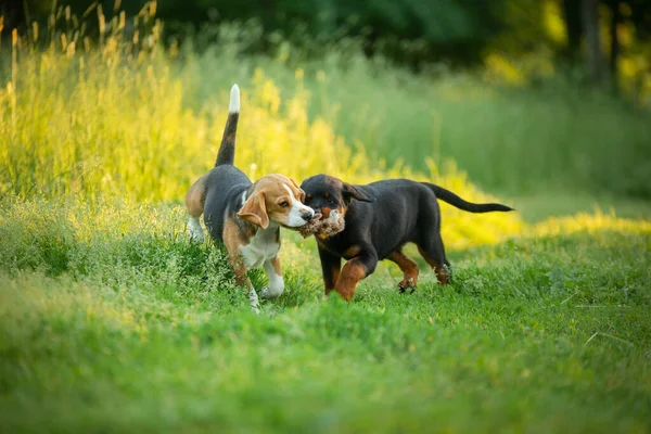 Dois Filhotes Brincam Juntos Grama Natureza Cão Rottweiler Beagle Juntos — Fotografia de Stock