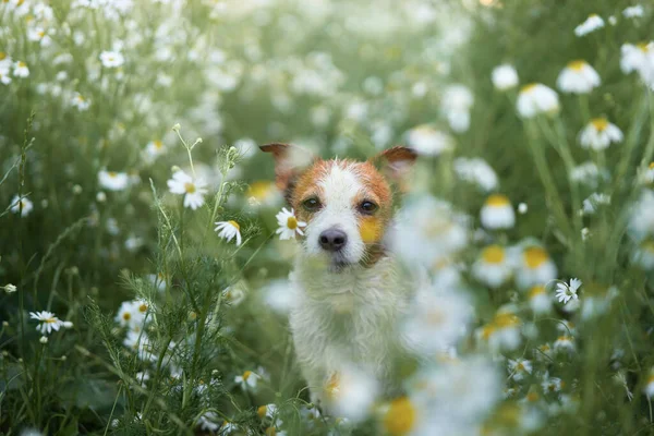 Perro Margaritas Mascotas Naturaleza Lindo Jack Russell Terrier Flores Mascota — Foto de Stock