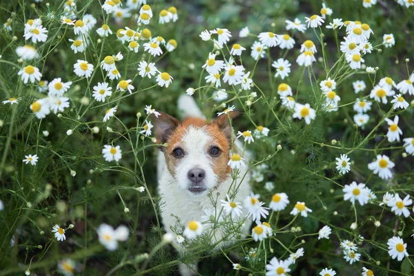 Cane Margherite Animali Domestici Natura Cute Jack Russell Terrier Fiori — Foto Stock