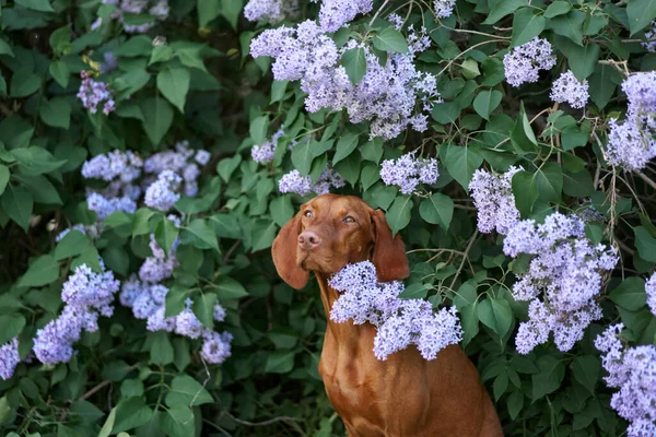 Cão Arbustos Lilás Feliz Húngaro Vizsla Natureza Pet Retrato Flores — Fotografia de Stock