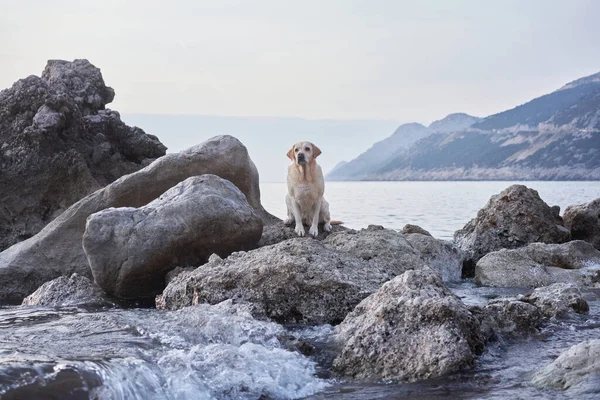 Счастливая Собака Камне Море Симпатичная Пара Природе Появился Лабрадор Ретривер — стоковое фото