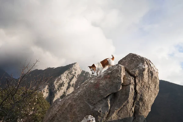 stock image dog on a stone at mountains. Hiking with a Pet. Jack Russell Terrier in nature, at its peak