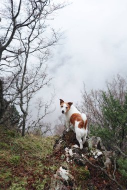 Sisli bir ormanda köpek. Doğadaki küçük hayvan. Mutlu Jack Russell Teriyeri