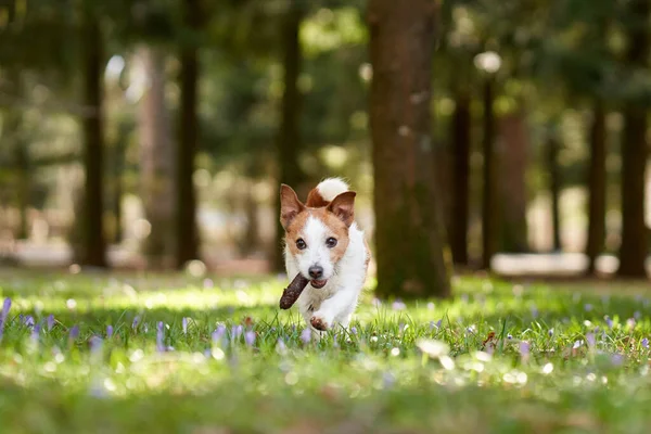 Cão Brinca Com Galo Jack Russell Terrier Activo Relva Parque — Fotografia de Stock