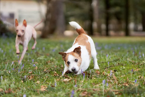 Dog Plays Bump Active Jack Russell Terrier Grass Park Walking — Stock Photo, Image
