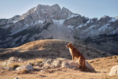 Dağlardaki köpek. Nova Scotia ördeği doğada Retriever çalıyor. Evcil bir hayvanla yürüyüş.