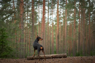 Çam ormanındaki bir köpek. Alman pinscher doğada. Evcil bir hayvanla yürümek, ormanda yürüyüş yapmak. 