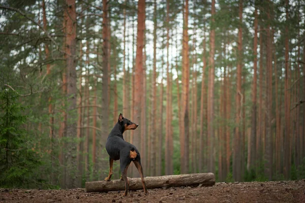 Hund Einem Kiefernwald Deutscher Pinscher Der Natur Mit Einem Haustier — Stockfoto